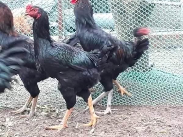 Giống gà chọi lai lông đen phổ biến nhất nước ta