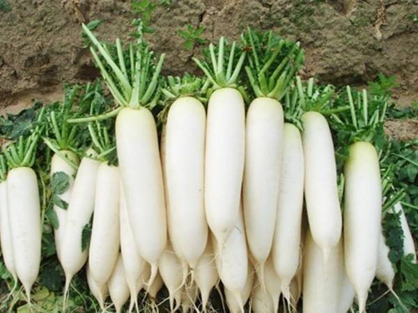 Củ cải trắng bao nhiêu calo? Ăn củ cải trắng có giảm cân được không?